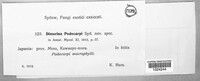 Image of Phaeocryptopus podocarpi